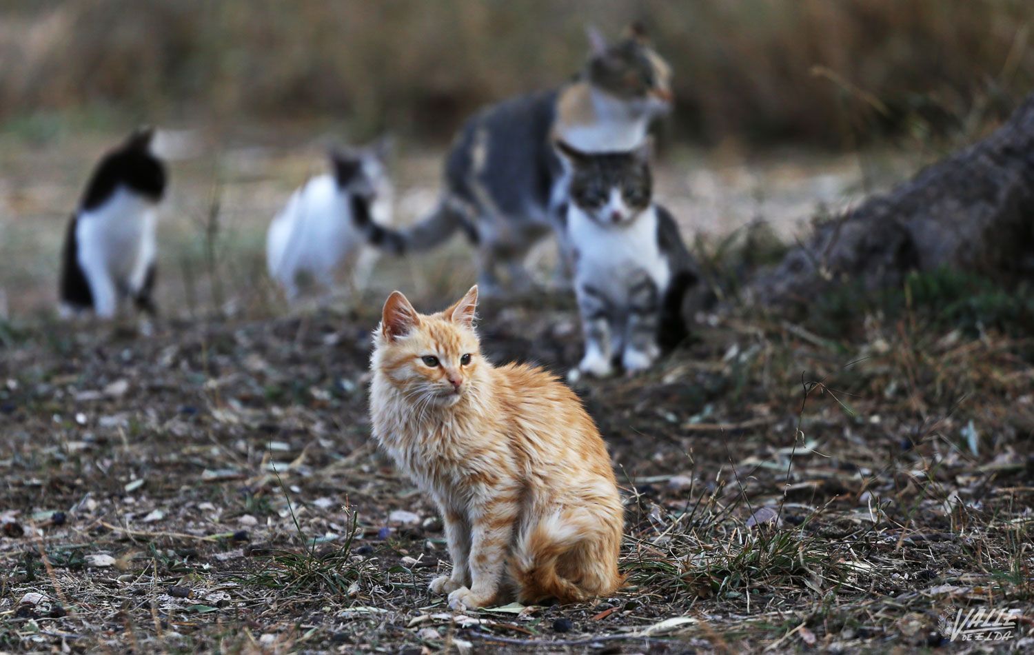 El método CES para esterilizar gatos callejeros se implantará en marzo ...