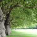 Los árboles de Cambridge 190_da5c58e879e55b91cb89bab0fcb6d9b1.jpg