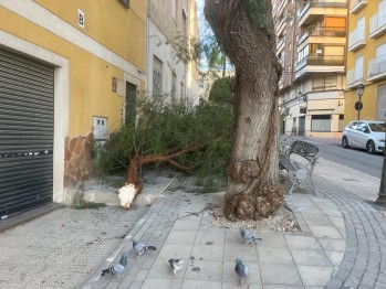 La rama cayó junto a la sede de los Contrabandistas. 