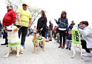 Un gran número de personas se interesó por las mascotas disponibles para su adopción | Jesús Cruces.