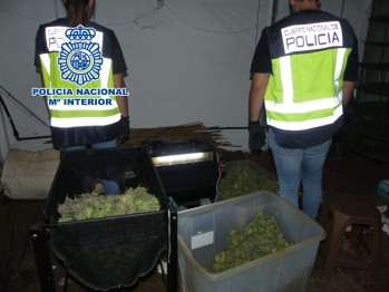 Los agentes detectaron el cultivo. 