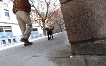 La FAVE busca concienciar a los eldenses para que limpien el orín de sus mascotas.