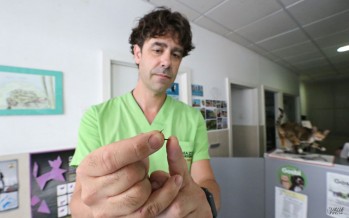 El veterinario Ángel Albert muestra los clavos que extirpó a Leia.