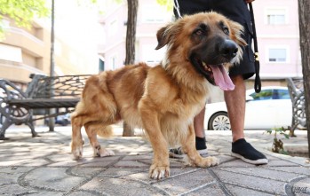 Zeus tiene 3 años y padece acondroplasia canina | Jesús Cruces.