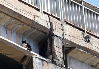 El gato mira desde la distancia a los vecinos que se acercan a la zona | Jesús Cruces.