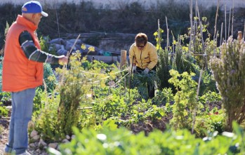 Reabren los huertos ecológicos de Elda