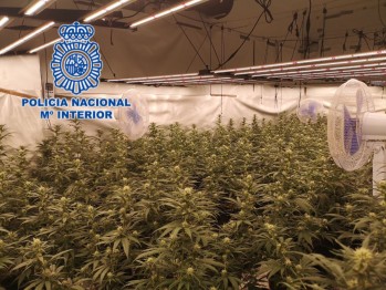 Imagen de la plantación | Policía Nacional. 