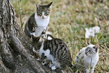 Elda cuenta con 800 gatos en distintas colonias | Jesús Cruces.