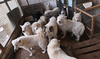 Imagen de los perros el día de su llegada | Jesús Cruces.