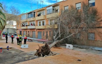 El viento derriba un árbol en el parque Isla Trinidad de Petrer