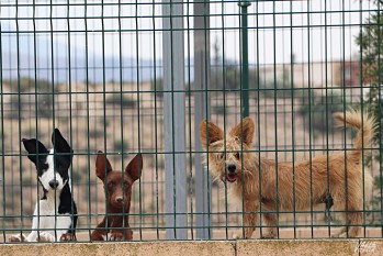 Los animales se encuentran a la espera de una familia que quiera adoptarlos | Marta Maestre. 