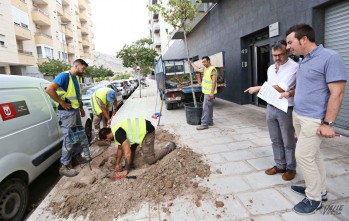 Mantenimiento comienza la repoblación de árboles de la ciudad