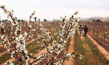 La almendra, la vid y la oliva serán las protagonistas | Jesús Cruces.