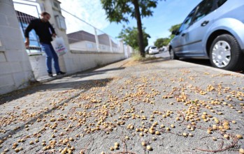 Los frutos del suelo provocan resbalones | Jesús Cruces.