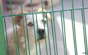 Más 190 perros conviven en el albergue actualmente.