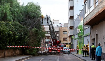 Cae una rama de gran tamaño en la calle Joaquín Coronel por el viento