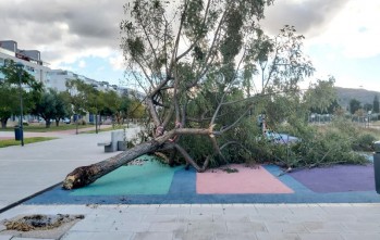 Un árbol ha caído en el Sector 9.