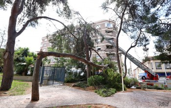 Ayer mismo dos árboles cayeron en la conocida como La Cruz de los Caídos | Jesús Cruces.