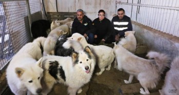Miembros de ADA junto a algunos de los perros rescatados | Jesús Cruces.