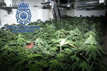 Imagen de la plantación de Marihuana.