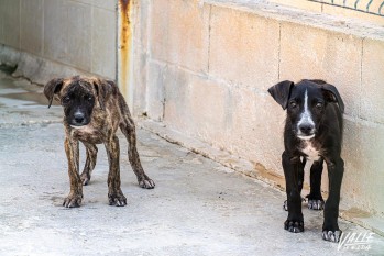 En la protectora hay desde cachorros hasta animales más adultos | Nando Verdú. 