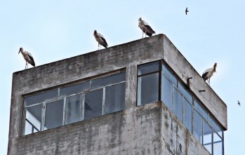 Las cigüeñas visitan Elda en su recorrido migratorio