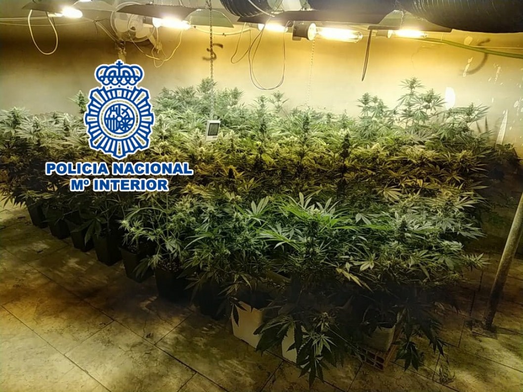 La Policía Nacional detiene a cuatro personas por cultivar 500 plantas de marihuana en Elda La Policía Nacional detiene a cuatro personas por cultivar 500 plantas de marihuana en Elda