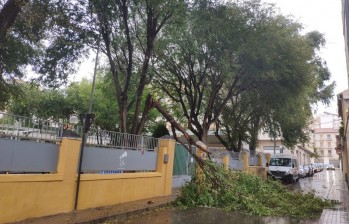 Susto en la sede de la Asociación de alzhéimer al caer una rama
