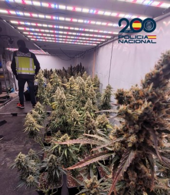 Imagen de las plantas incautadas.