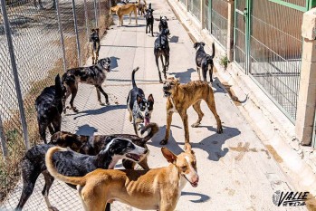Centenares de perros buscan un nuevo hogar | Nando Verdú. 