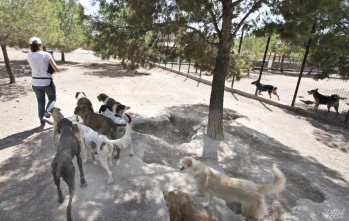 Gatitos en Apuros pide la mejora del albergue para 