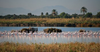 Parque natural del Hondo. 