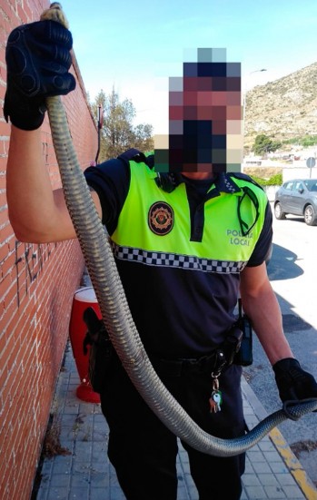 La Policía Local captura otra serpiente en el colegio Miguel Servet