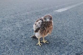 Imagen del pequeño halcón en la carretera | Imagen cedida.