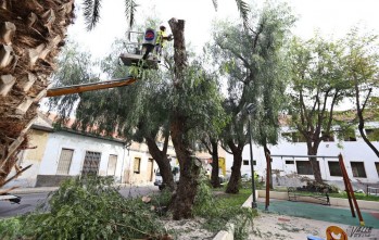 La poda ha comenzado en el parque de la Casa de la Juventud | Jesús Cruces.