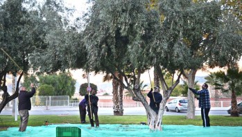 El Ayuntamiento de Petrer cede la oliva municipal a Cáritas