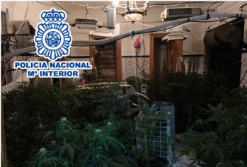 Los agentes han incautado un total de 105 plantas de marihuana | Policía Nacional. 