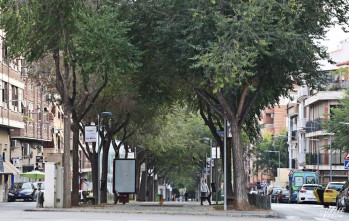 Petrer analizará uno a uno sus árboles para conocer su estado de salud