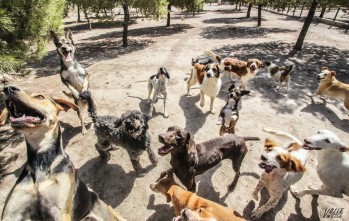 La primera sesión que realizarán los menores será visitar las instalaciones de la protectora de animales | J.C.