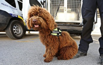 Suso fue nombrado perro policía en octubre de 2016 | Jesús Cruces.