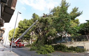 Los bomberos han hecho las labores de saneamiento y poda | Jesús Cruces.