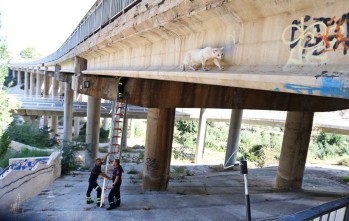 Los Bomberos rescatan a otro gato atrapado en el puente de la A-31