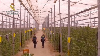 Imagen de una de las plantaciones | Guardia Civil.