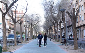 Renuevan el arbolado de la avenida Felipe V por seguridad