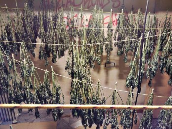 La Policía Local desmantela un secadero con 250 tallos de marihuana en Pablo Iglesias