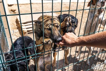 El albergue de mascotas cuenta con demasiados animales abandonados| Nando Verdú.