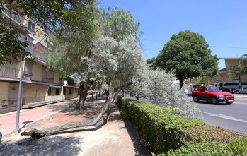 Cae un árbol en la avenida del Mediterráneo