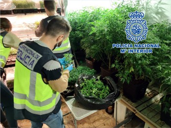 Imagen cedida por la Policía Nacional de una de las plantaciones.