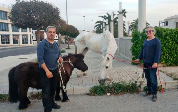 El poni y la yegua fueron trasladados a pie hasta la Policía Local de Elda.