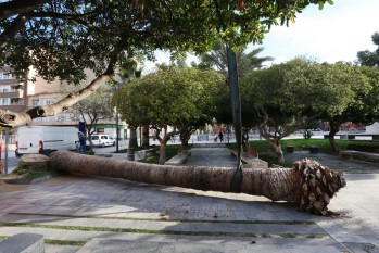 El pasado lunes se retiró una palmera de más de siete metros de la Plaza Castelar | Jesús Cruces.